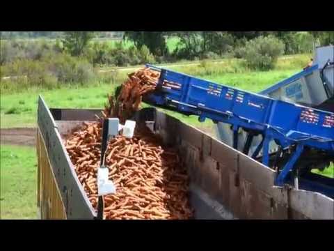 Crop Shuttle in Pickles and Carrots