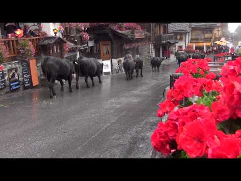 スイスの牧草地 植物
