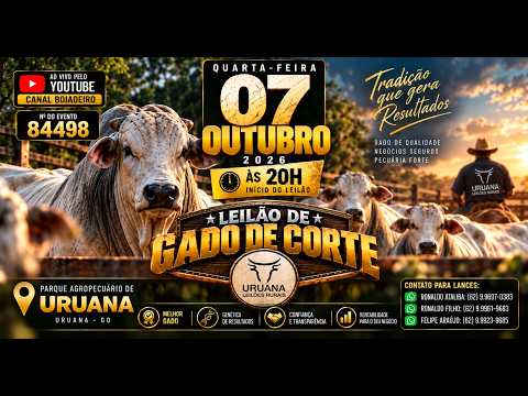 Leilão de Gado -  Uruana Leilões - Leilão de Gado de Corte em Goiás @canal.boiadeiro #live #gado