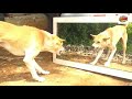 Mirror Prank Dog Funny Reaction Dog Prank Top 5 Funny Dog Dog Funny Prank Funny Video