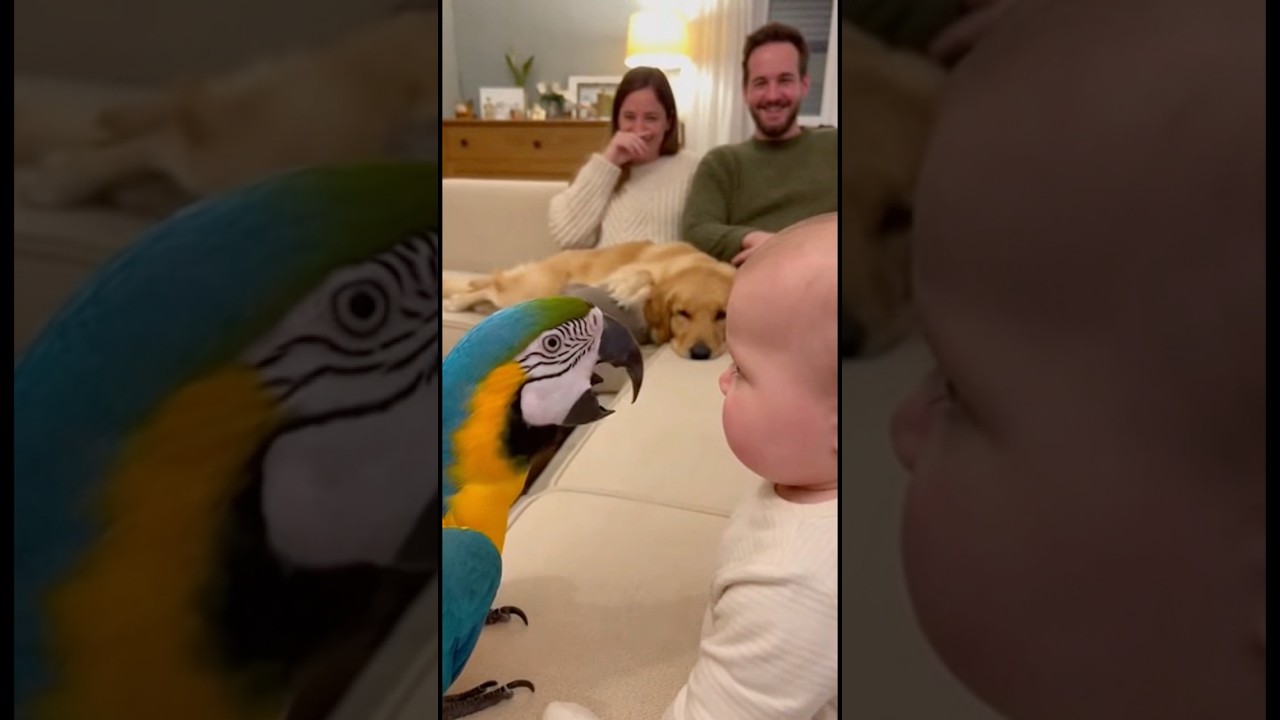 オウムの鳴き声が犬の鳴き声になり固まってしまう赤ちゃん👶🦜🐶#parrot #baby #cute #funny #shorts #赤ちゃん #オウム