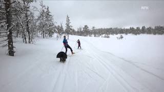 Mad Tjur/Capercaillie/Wood Grouse attacks skiing kids in Norway