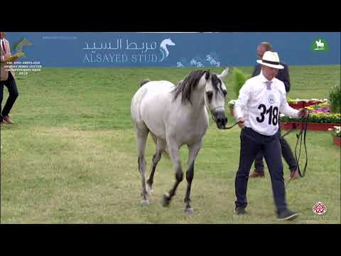 N 318 SULTAN ALENAYA   KAAHC 2019   Colts 3 Years Old Class 9B
