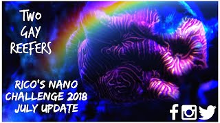 Rico’s Nano Challenge 2018 - Skull Reef July Update - Rico’s Aquariums