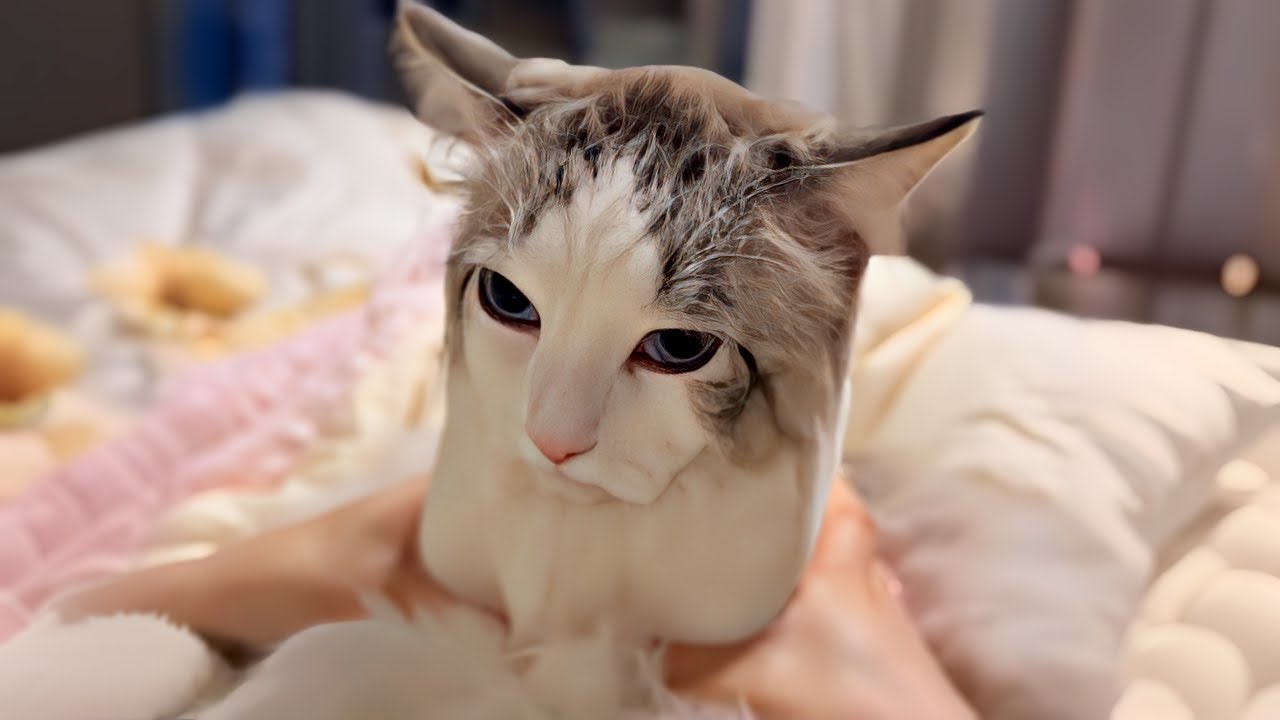 UNUSUAL MEMES COMPILATION V354