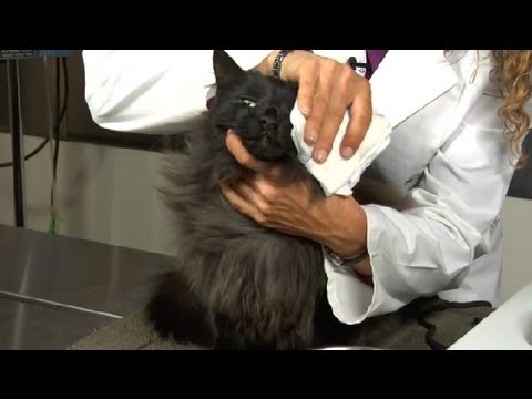 How to Clear Nasal Congestion in Kittens : Cat Health Care & Behavior