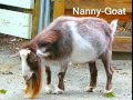 ABC Zoo Animals