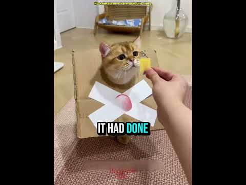 This Kitten Was Rejected by 4 Cats Then Took Revenge 😼 #funnyvideo #pets #shorts
