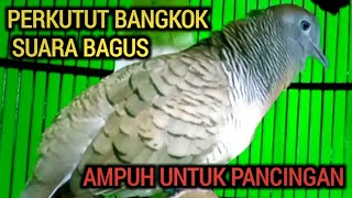 Download lagu PERKUTUT BANGKOK GACOR SUARA BAGUS, COCOK UNTUK PANCINGAN SEMUA PERKUTUT mp3