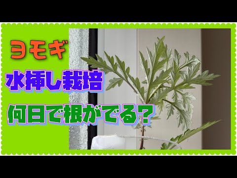 ヨモギ、ヨモギ、レモンヨモギ