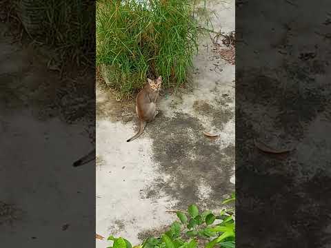 🐱🐱🐱🐱🐱 #music #newmusic #song #cover #postmalone #viralvideo #minivlog #bollywoodcoversongs #songlove