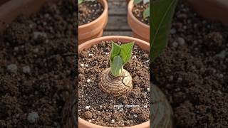 Download lagu 🌱 From Tiny Bud to Beautiful Dahlia 🌸 | Dahlia Flower Life Cycle#Dahlia #DahliaFlower mp3