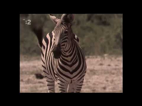 Pa a Pi - Istota je istota zebra