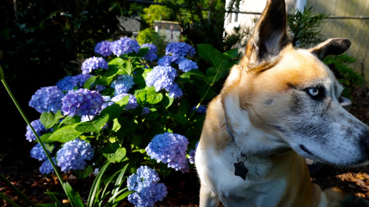Top 10 Summer Flowering Shrubs