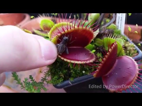 Feeding Venus Flytrap during dormancy
