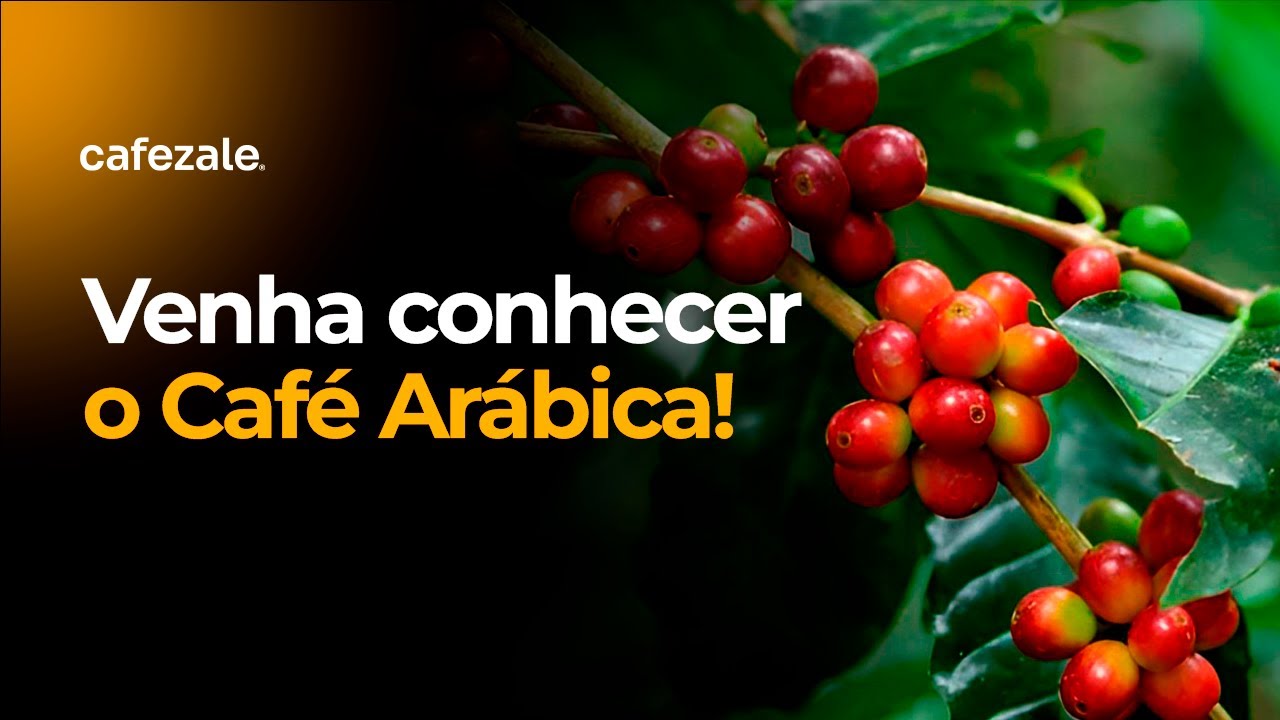 Café Arábica: descubra suas origens e como preparar.