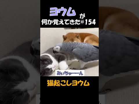 ヨウムが何か覚えてきた#154