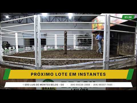 BRASIL LEILÕES - SÃO LUIS DE MONTES BELOS - GO -15/04/2026