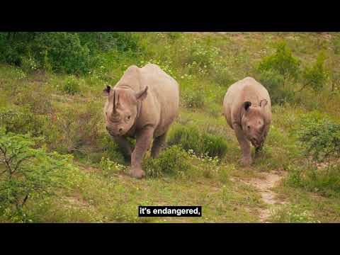 The Wildlife Conservation Bond is helping to save rhinos and livelihoods in South Africa