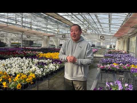 さぶろ平パンジー品質向上実証