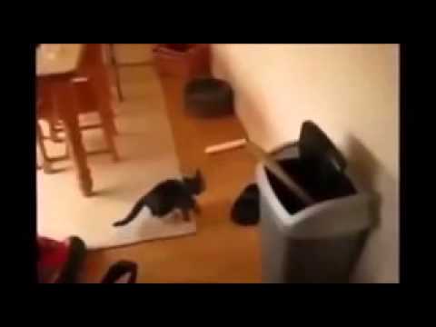Videos chistosos de gatos