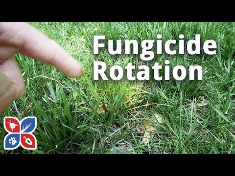  Do My Own Lawn Care  -  Lawn Fungicide Rotation Applications Video 