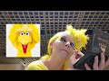 Big Bird Drag