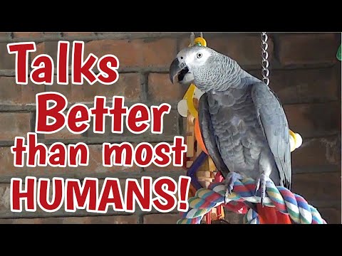 YouTube video about: What is smarter than a talking bird?