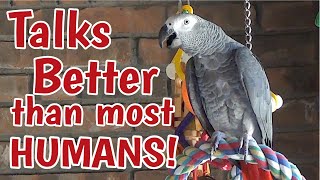 Einstein Parrot can talk better than most humans