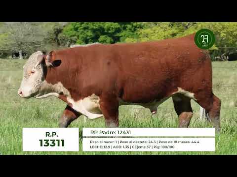 RP 13311 TORO HEREFORD