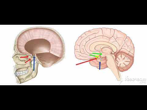 Pituitary gland relations