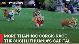 More Than 100 Corgis Race Through Vilnius in Adorable Showdown | AO1P