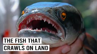 Download lagu The Invasion of America’s Most Hated Predator: Snakehead Fish mp3 Download lagu The Invasion of America’s Most Hated Predator: Snakehead Fish mp3