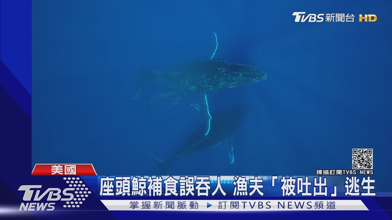 眼前一黑!美漁夫遭座頭鯨「生吞」 口含近1分後竟得救