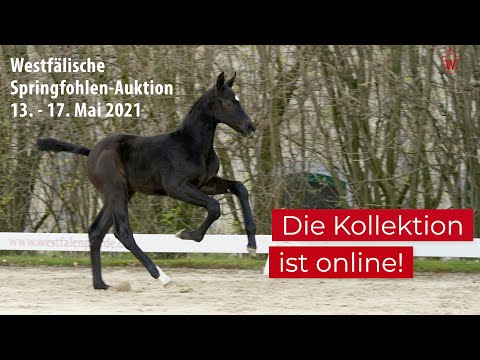 Trailer Westfälische Springfohlen-Auktion 13. - 17. Mai 2021