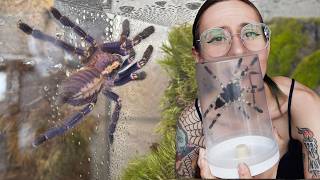 Huge & HIGHLY VENOMOUS Tarantulas! I still stress rehousing these ..