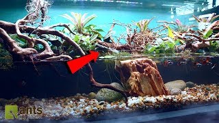 Fire Ants vs. Simulated River Jungle