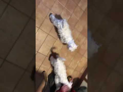 Miniature Schnauzer puppy for sale