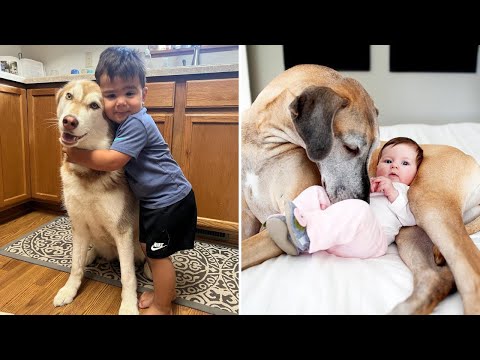 When Your Dog Becomes the Best Big Brother 🐶❤️ Heartwarming Dog & Baby Moments!