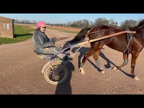 Grosbois : François Nicolle au sulky au côté d'Eric Raffin