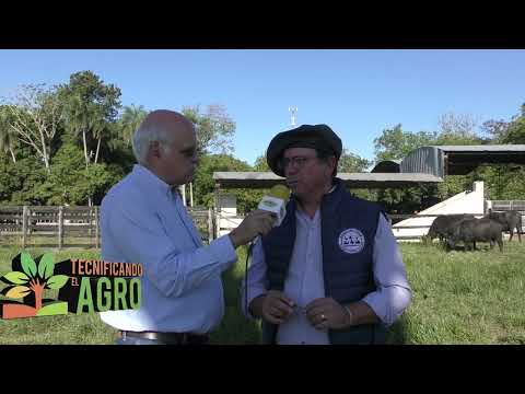 Búfalos en Ituzaingó Corrientes