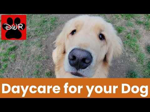 POV Dog Pack Walks in the Forest – Real Life at Doggy Woods Retreat (LIVE)