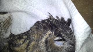 Owl flew into my windshield in Alpine by Viejas