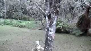 preview picture of video 'Cachorro doido subindo na árvore para pegar pinha'