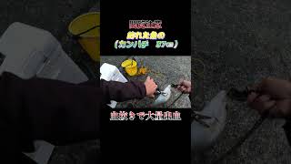 【閲覧注意】魚（カンパチ　37センチ）の処理中で大量出血！#shorts #釣り #ショアジギング