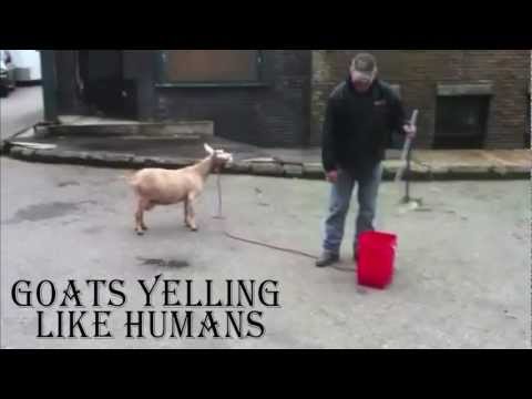 Goats Yelling Like Humans and Humans Yelling Like Goats