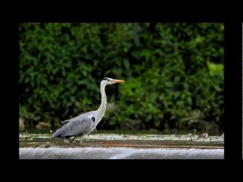 comment prendre des photos d'oiseaux en vol