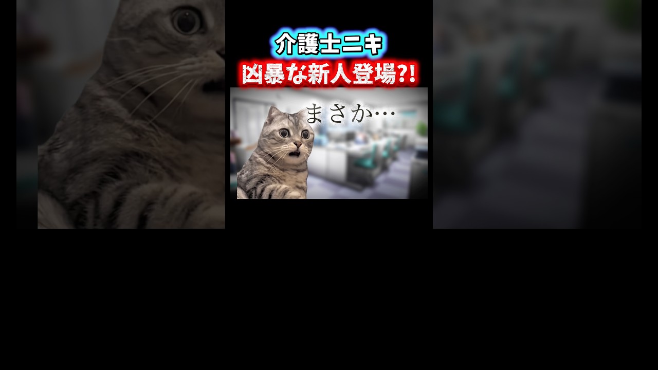 【緊急】大喧嘩が始まりそうでした。 #shorts #介護士 #介護 #猫ミーム #鳥ミーム