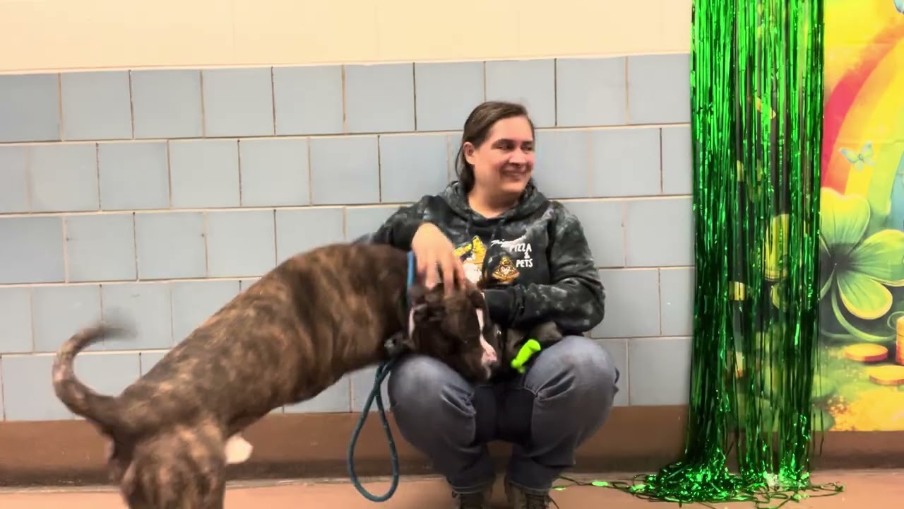 Geno, an adopted Pit Bull Terrier in Chicago, IL video 5/5