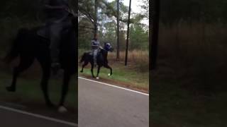 3 year old trotter mare! Kegshod racking owner by johnathan banks in training with Shamir Johnson